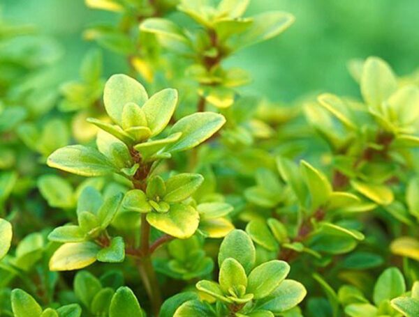 Тимьян лимоннопахнущий Лемон (Thymus citriodorus Lemon).
