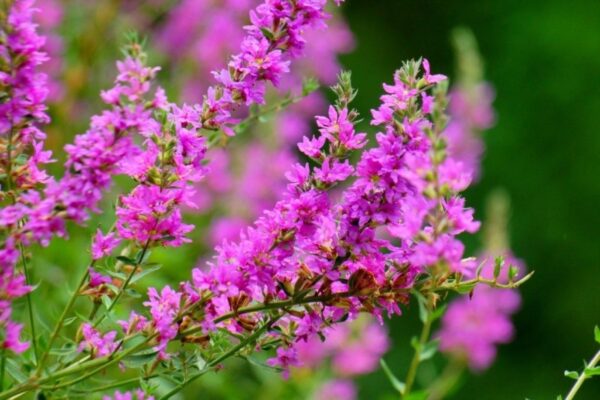 Дербенник иволистный Рози Джем (Lythrum salicaria Rosy Gem)
