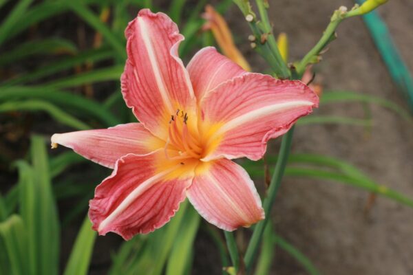 Лилейник Черри Чикс (Hemerocallis hybrida Cherry Cheeks)