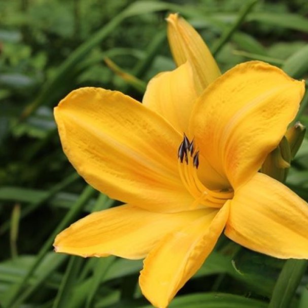 Лилейник Чикаго Санрайз (Hemerocallis hybrida Chicago Sunrise)