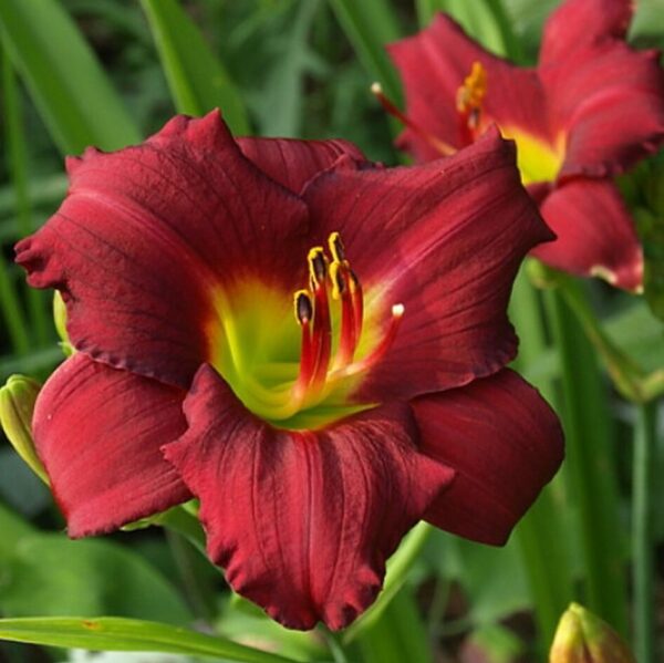Лилейник Пардон Ми (Hemerocallis Pardon Me)