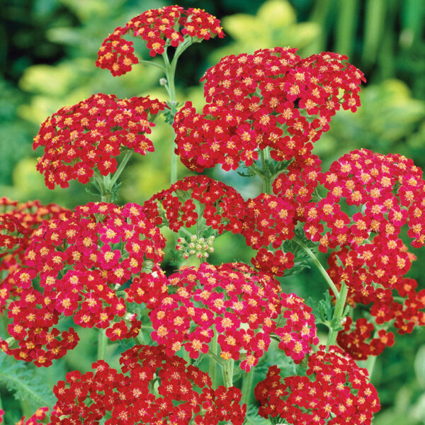 Тысячелистник Ред Шейдс (Achillea millefolium Flowerburst Red Shades)