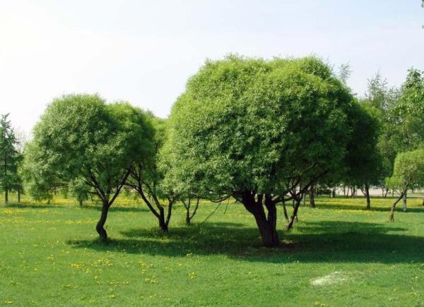 Ива Ломкая (Salix fragolis)