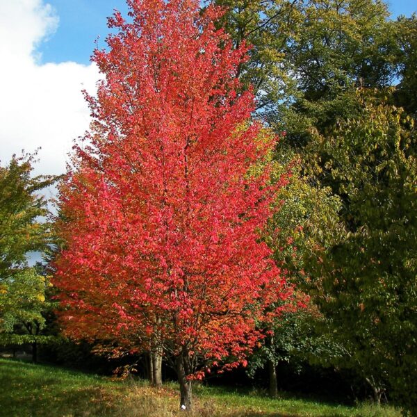 Клен красный Армстронг (Acer rubrum Armstrong)