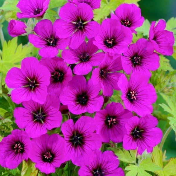 Герань кроваво-красная Пинк Диадем (Geranium sanquineum Pink Diadem)