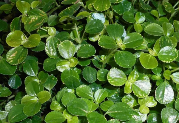 Пилея прижатая (Pilea depressa)