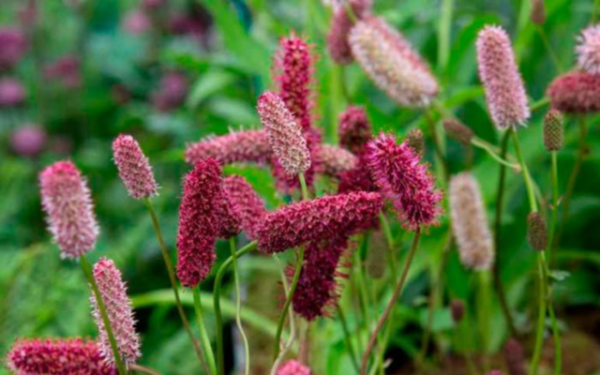 Кровохлебка Мензиса (Sanguisorba menziesii)