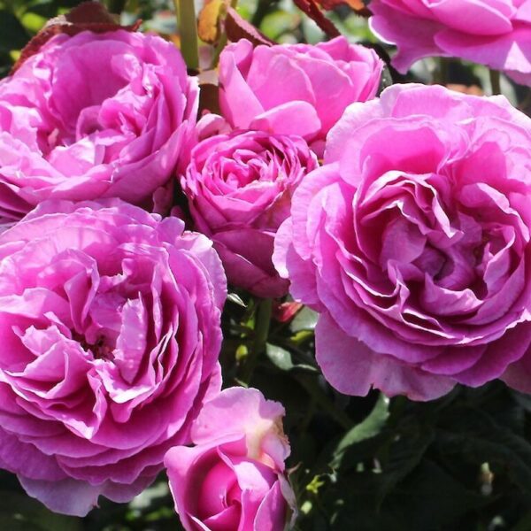 Роза флорибунда Кармен Вюрт (Rosa floribunda Carmen Wurth)