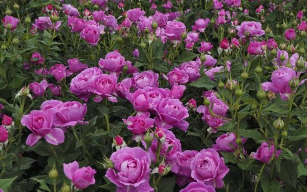 Роза флорибунда Кармен Вюрт (Rosa floribunda Carmen Wurth) — изображение 2