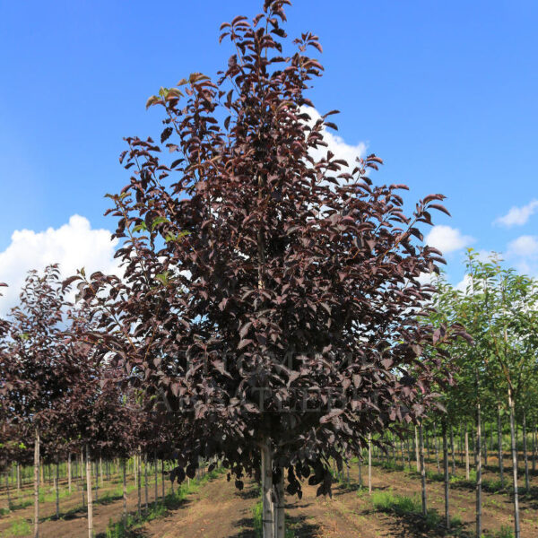Черёмуха виргинская "Канада Ред", Prunus virginiana "Canada Red"