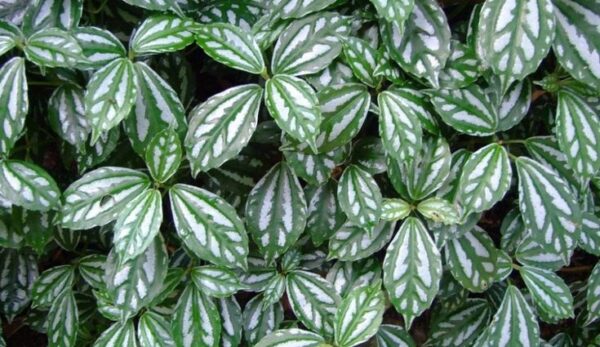 Пилея арбузная Кадье (Pilea Cadierei)