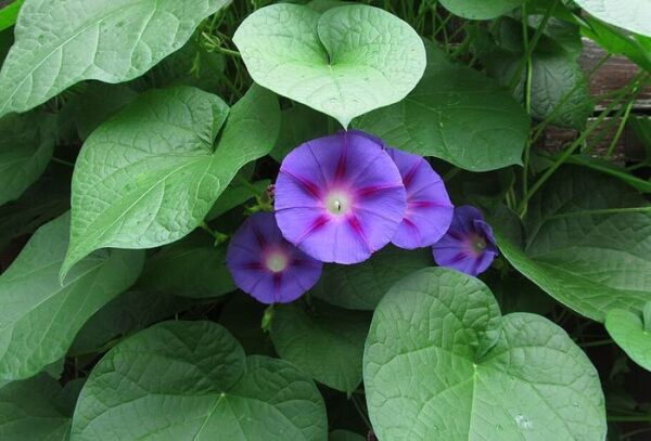Ипомея (Ipomoea)