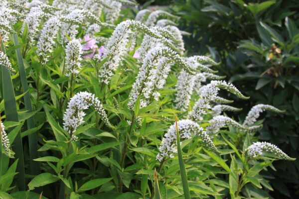 Вербейник ландышевый (Lysimachia clethroides)