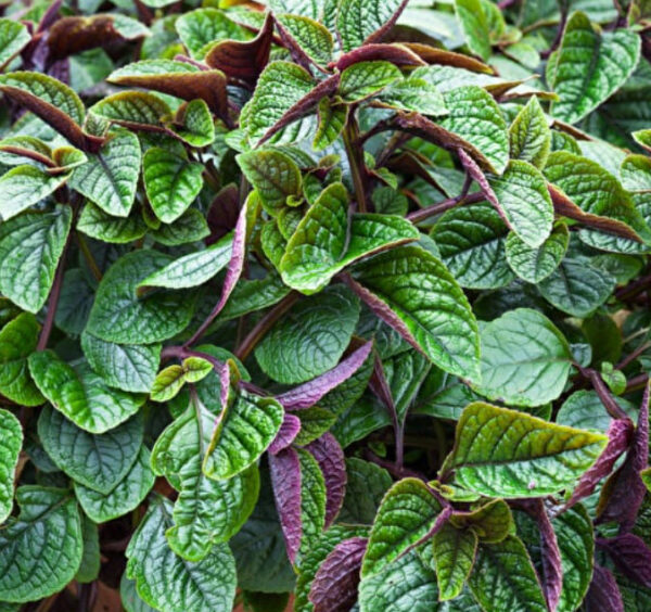 Плектрантус краснеющий (Plectranthus purpuratus)