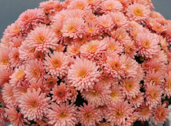 Хризантема мультифлора (Chrysanthemum multiflora)