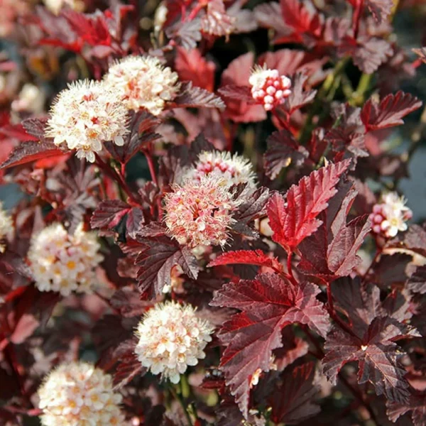 Пузыреплодник калинолистный Рубелла (Physocarpus opulifolius Rubella)