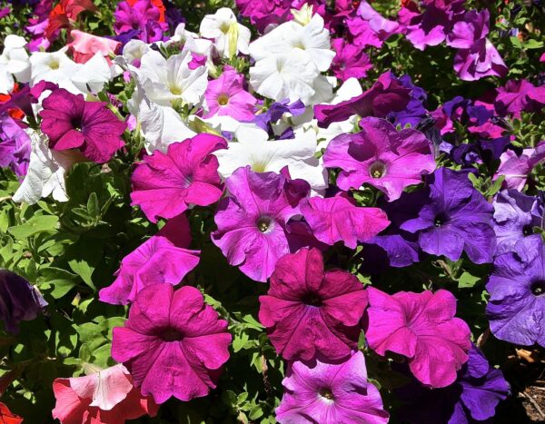 Петуния садовая (Petunia hybrida)