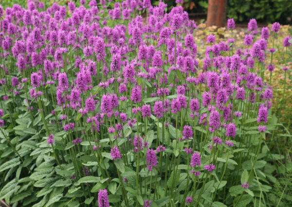Стахис Монье Хуммело (Stachys monieri Hummelo)