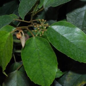Циссус антарктический (Cissus antarctica)