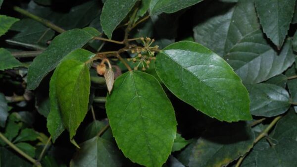 Циссус антарктический (Cissus antarctica)